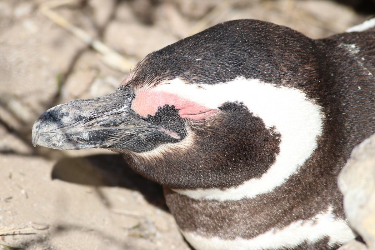 Magellanic Penguin - Eliza Wein