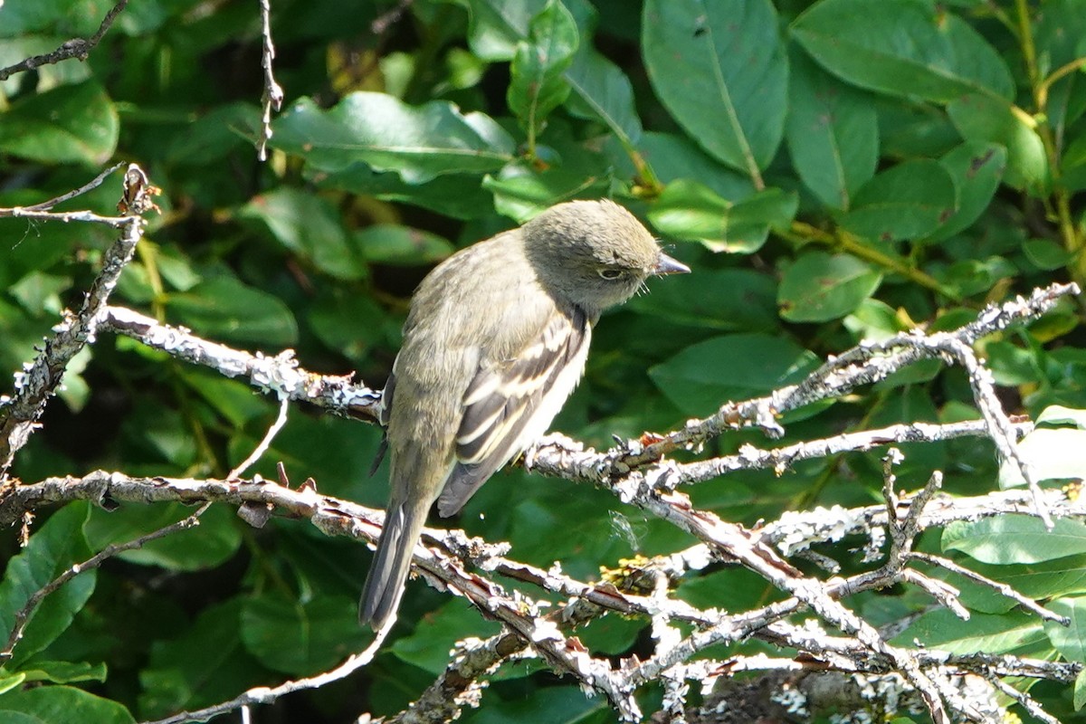 Empidonax sp. - ML606961761