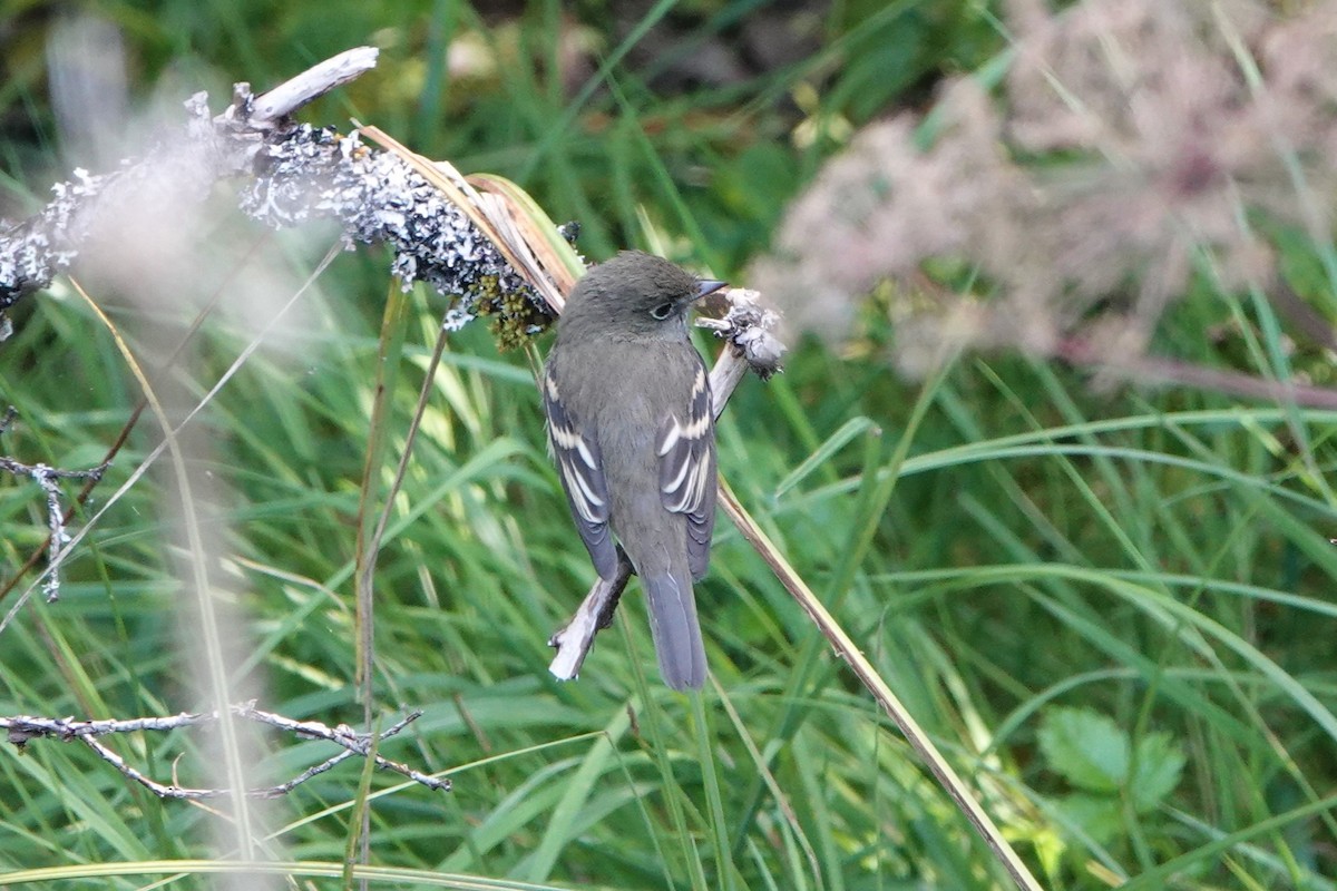 Empidonax sp. - ML606961771