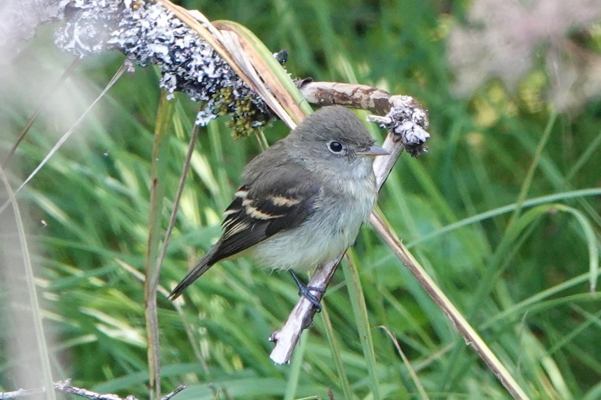 Empidonax sp. - ML606961781