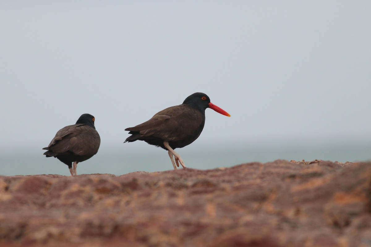 Blackish Oystercatcher - ML606961851