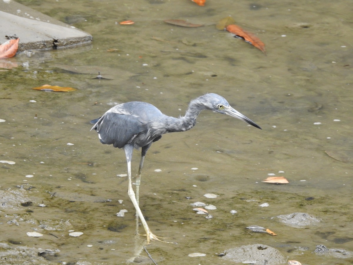 Little Blue Heron - ML606962001