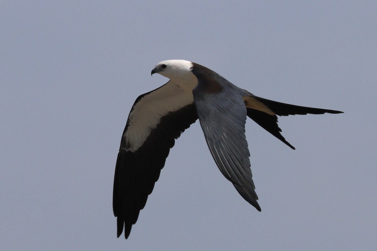 Swallow-tailed Kite - ML606962131