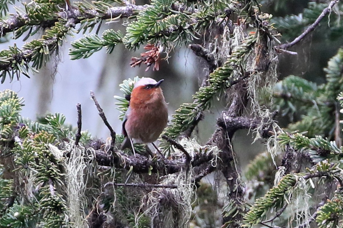 Crested Tit-Warbler - Charley Hesse • Naturally Adventurous Podcast