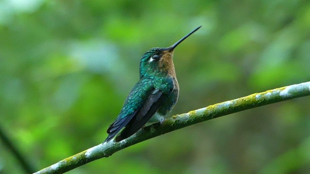 Blue-capped Puffleg - ML606964641