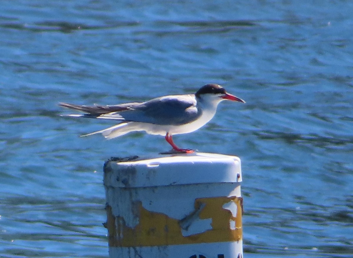 Forster's Tern - ML606964991