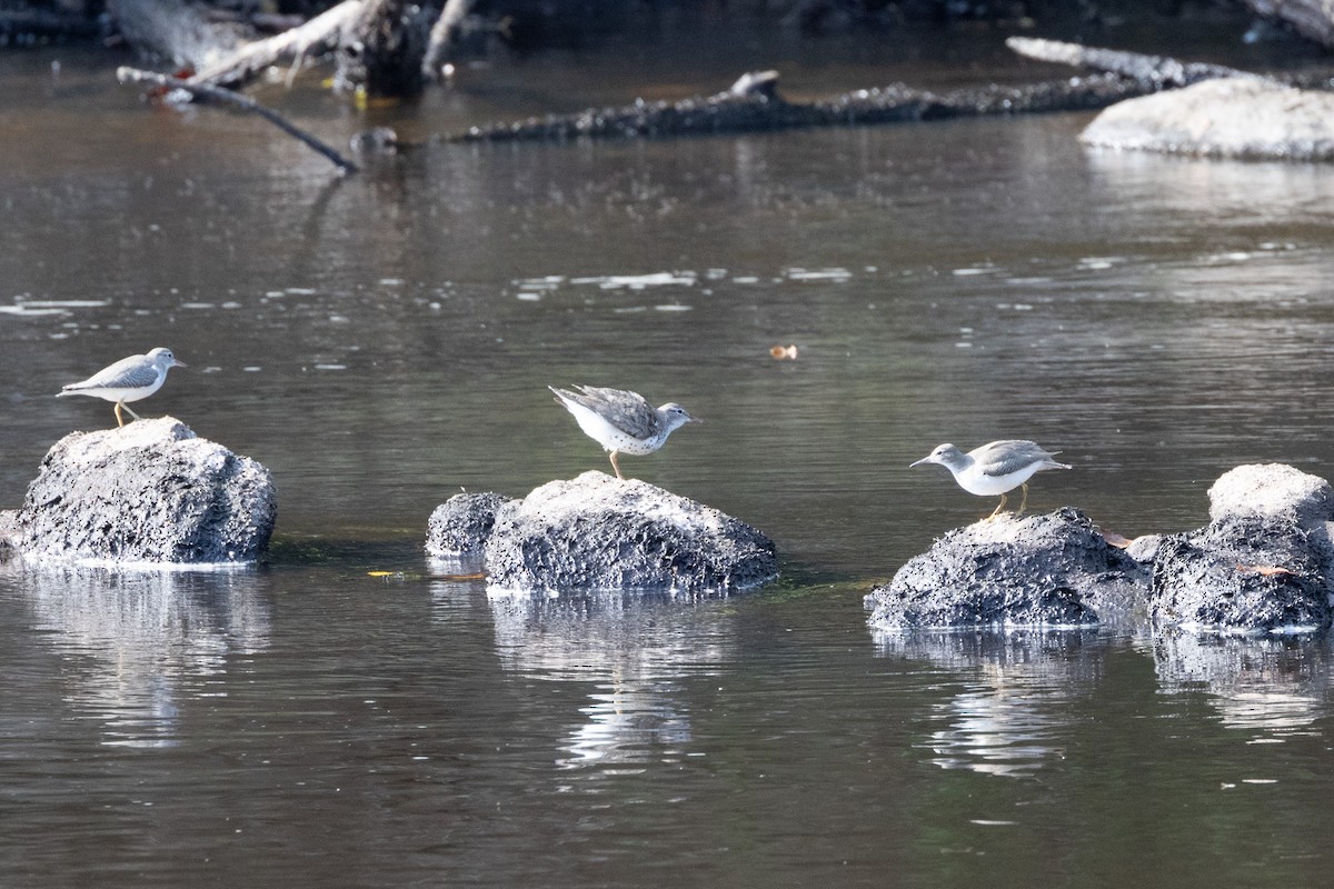 Spotted Sandpiper - ML606965001