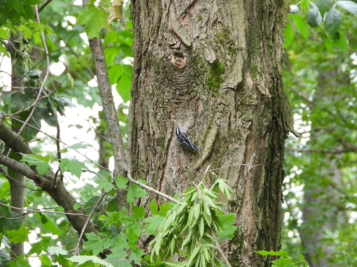 Black-and-white Warbler - ML606965401