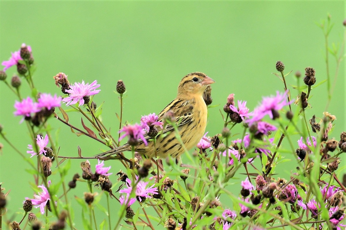 Bobolink - Terri Kershaw