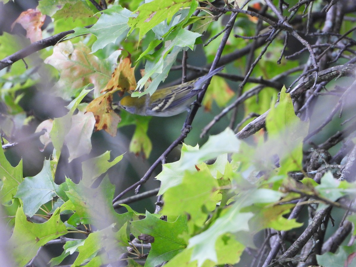 Chestnut-sided Warbler - ML606966691