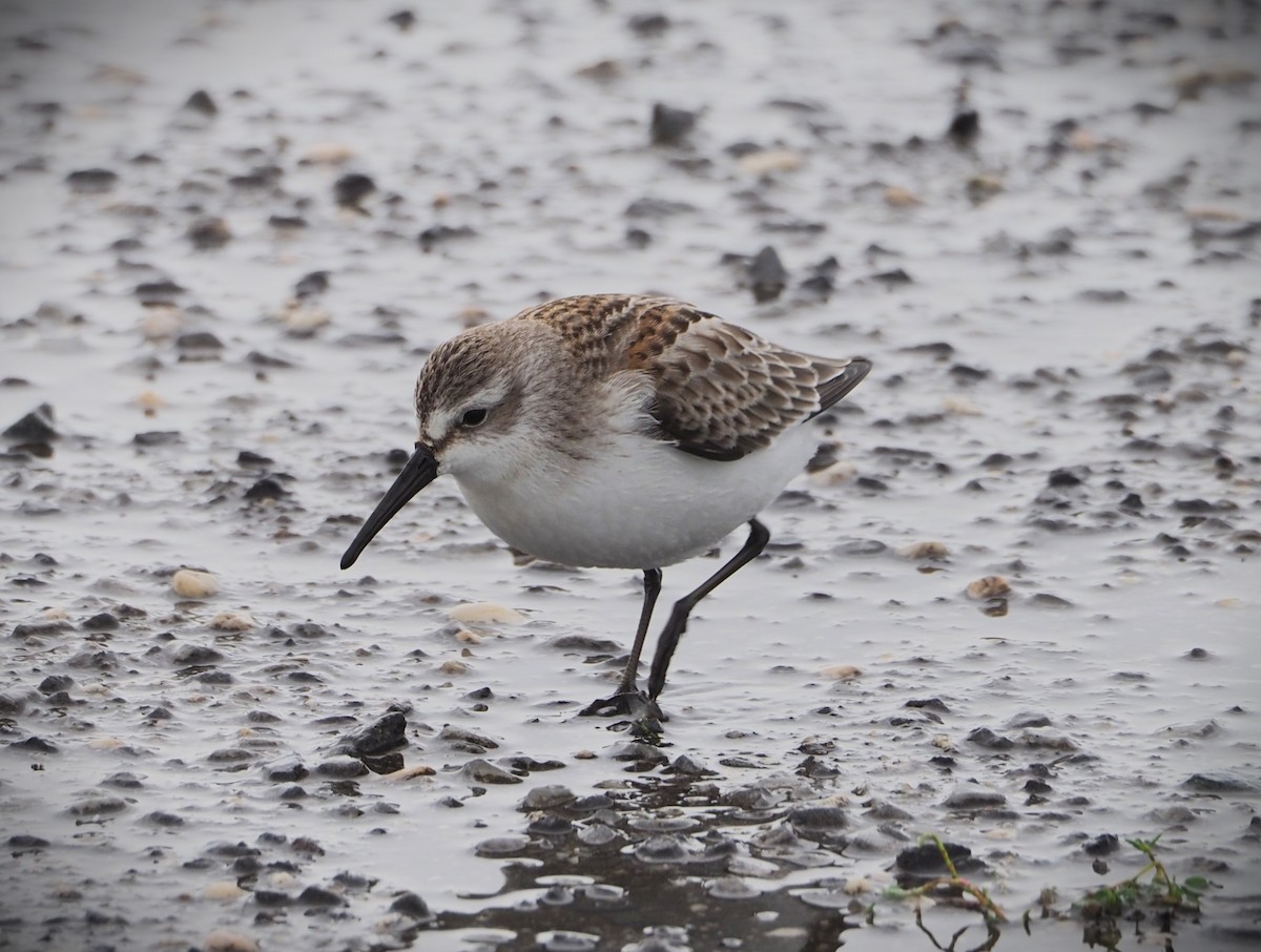 Western Sandpiper - Dick Cartwright