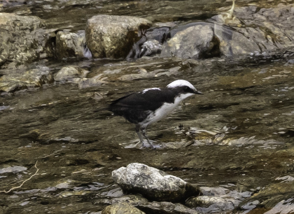 Weißkopf-Wasseramsel - ML606967871