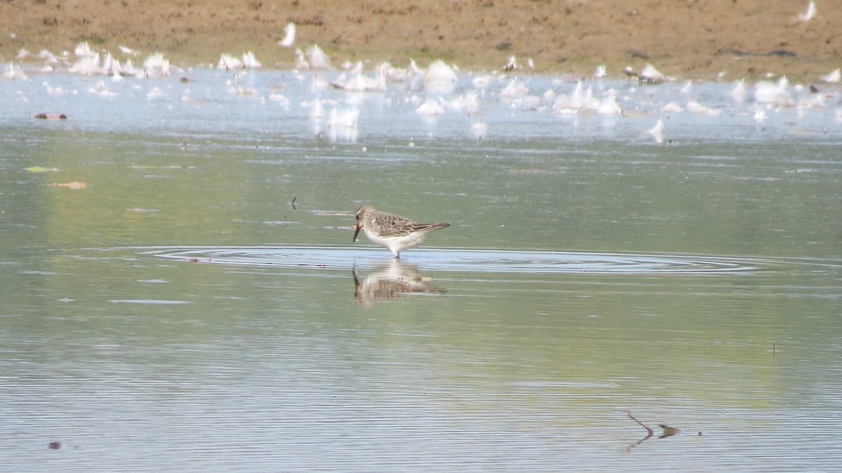 White-rumped Sandpiper - ML606967941