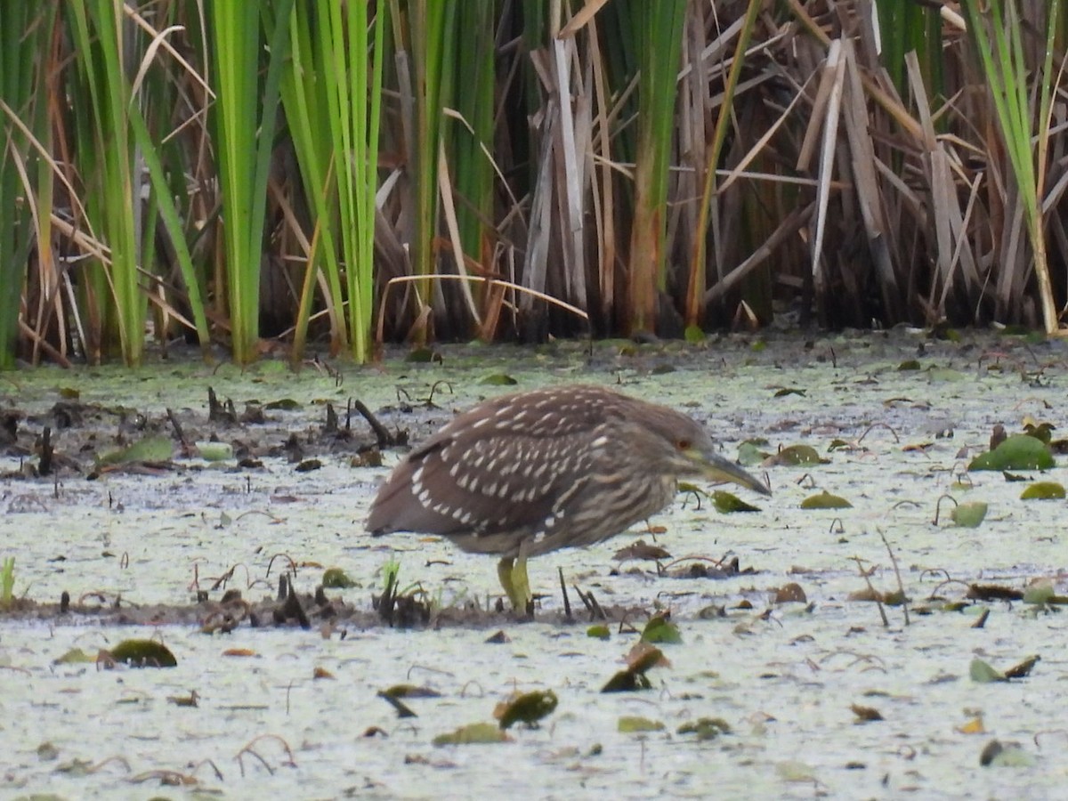 Black-crowned Night Heron - Joseph McGill