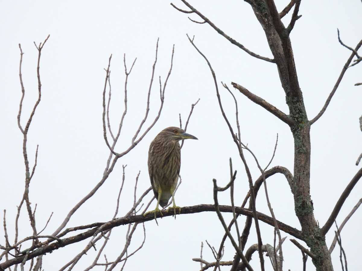 Black-crowned Night Heron - Joe McGill