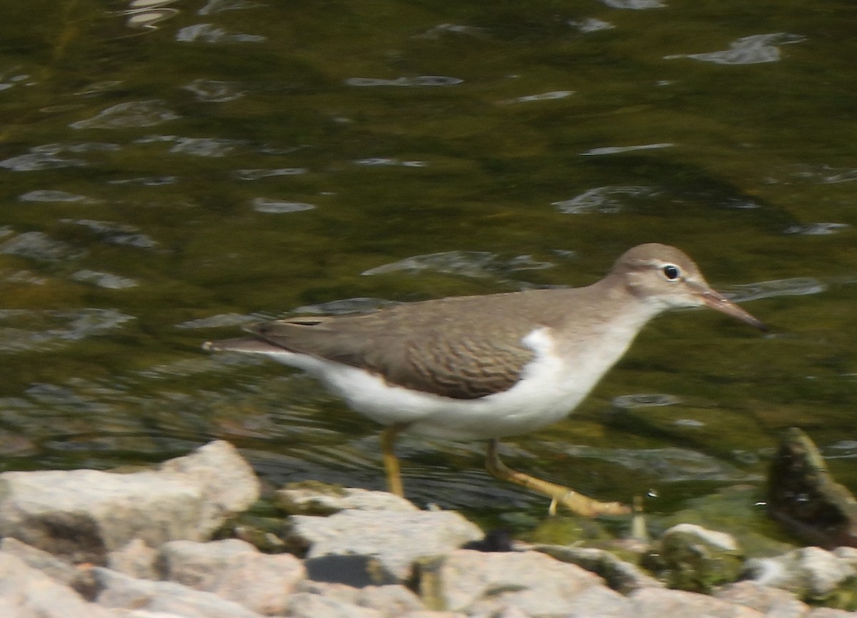 Spotted Sandpiper - Richard and Janice Drummond