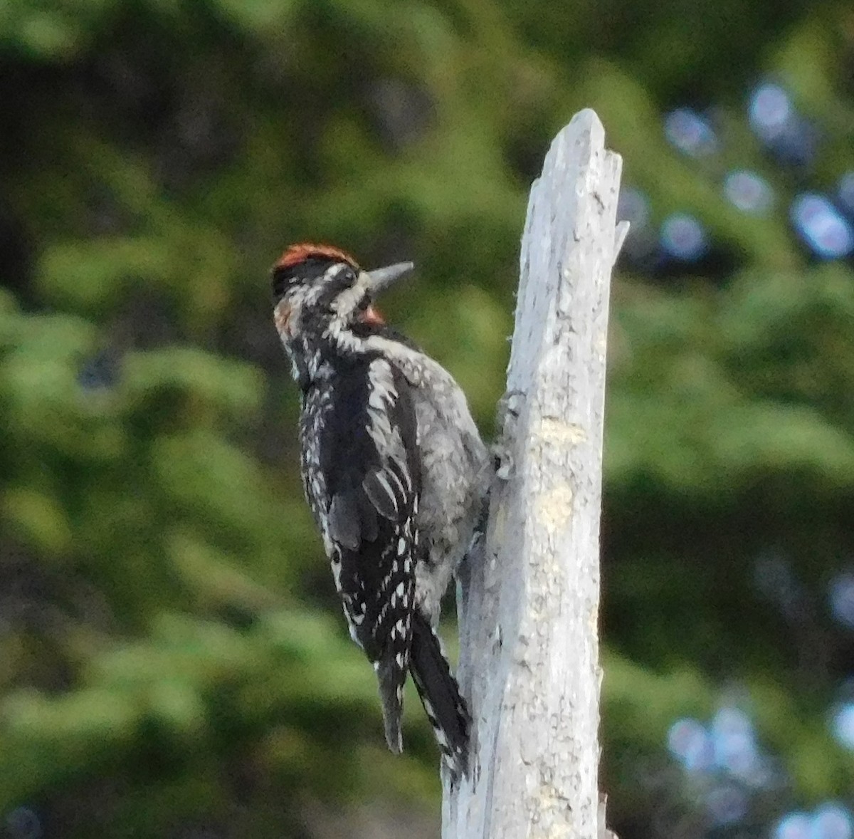 Red-naped Sapsucker - Rob Pendergast