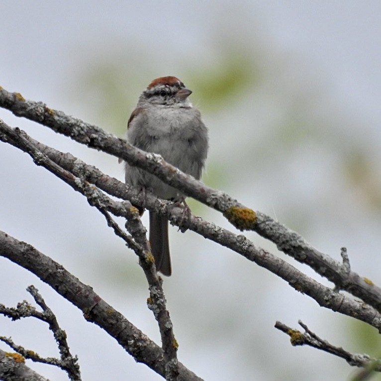 Chipping Sparrow - ML606970921