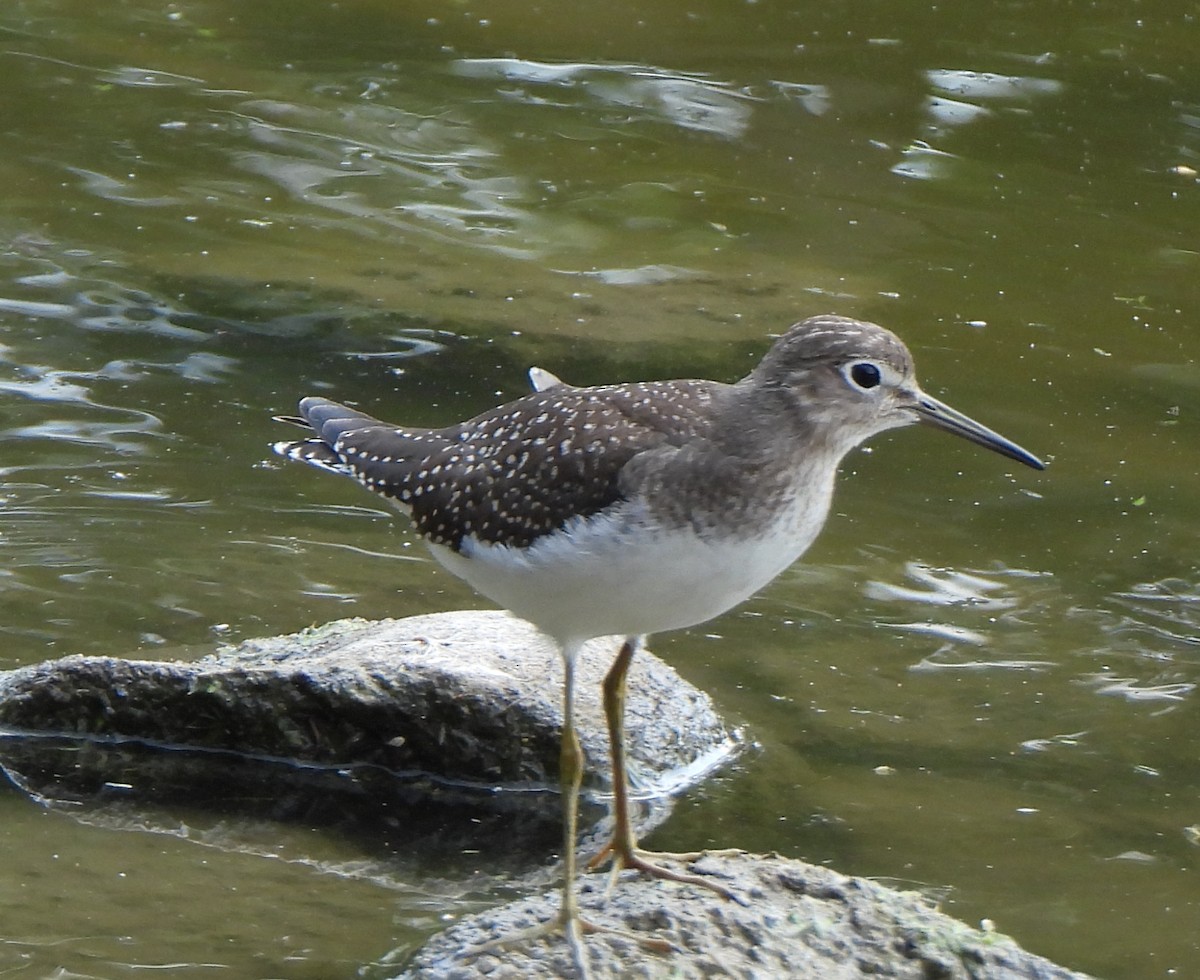 Solitary Sandpiper - ML606971151