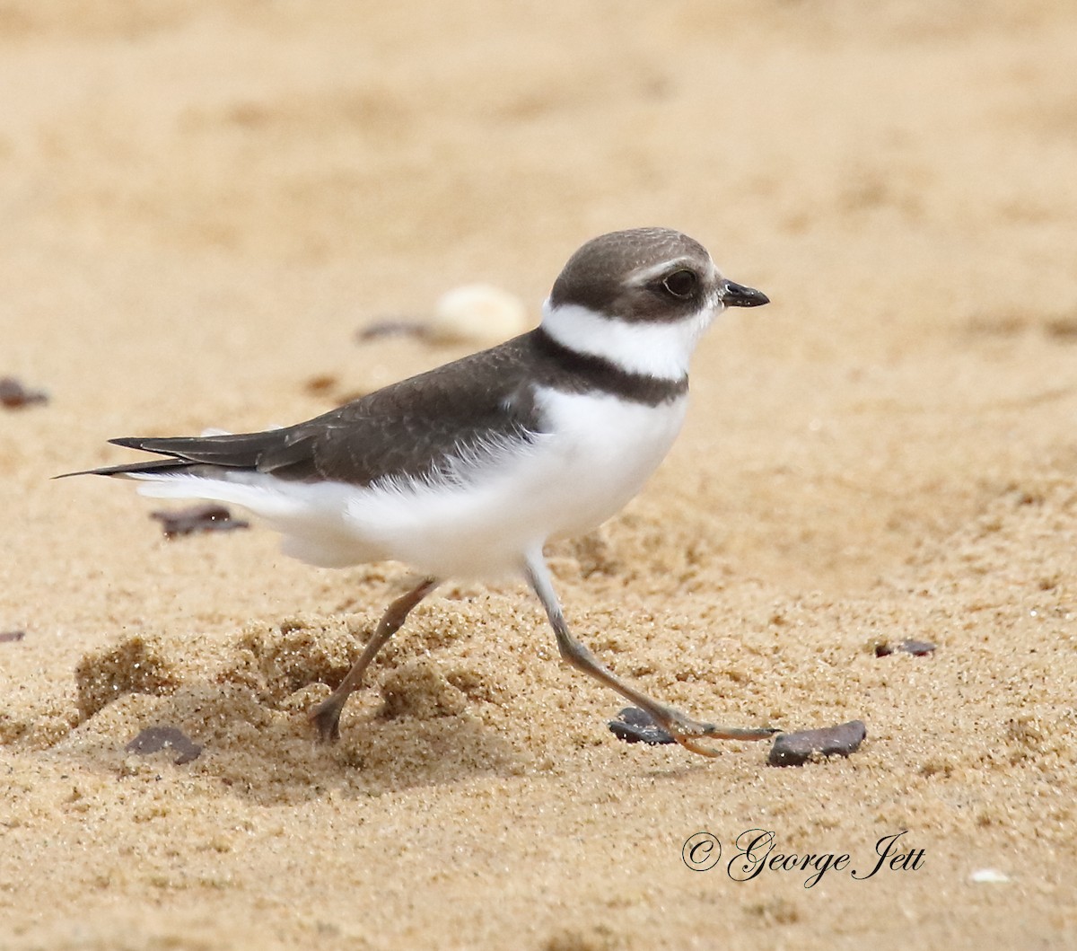 Semipalmated Plover - ML606971491
