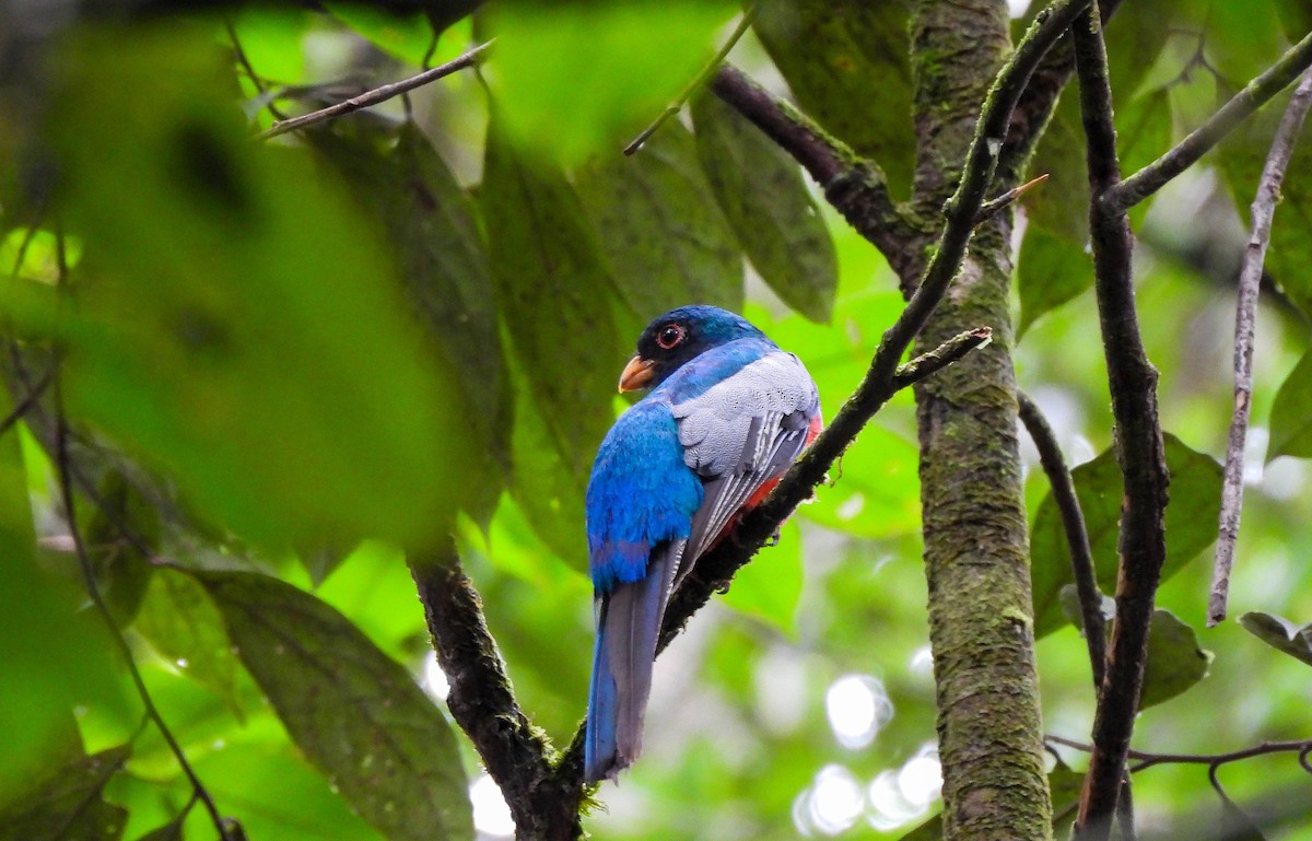 Black-tailed Trogon - ML606971781