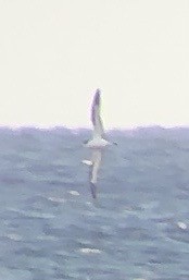 Hawaiian Petrel - Adrian Burke