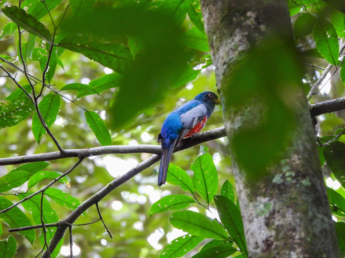 Black-tailed Trogon - ML606972311