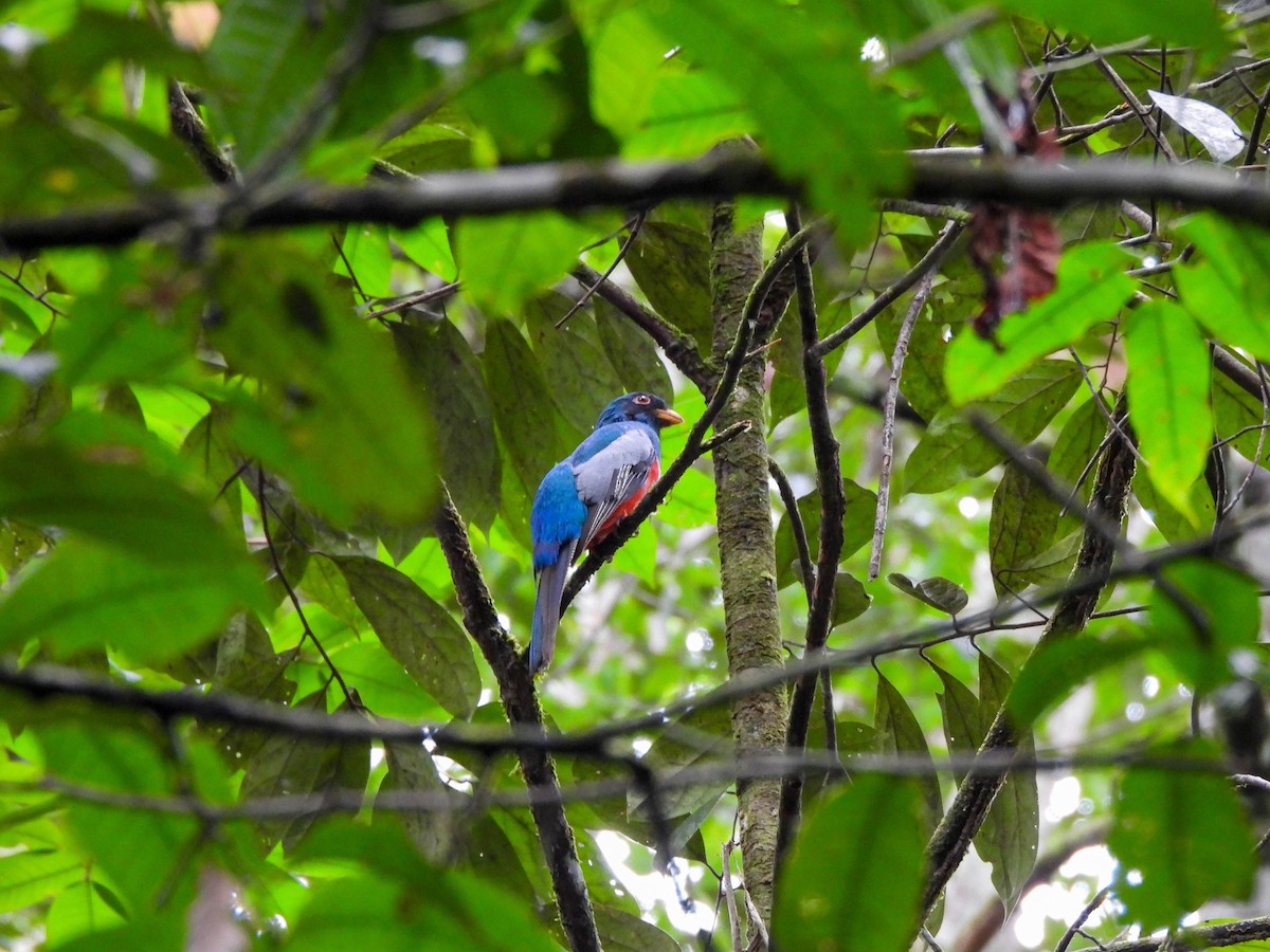 Black-tailed Trogon - ML606972321