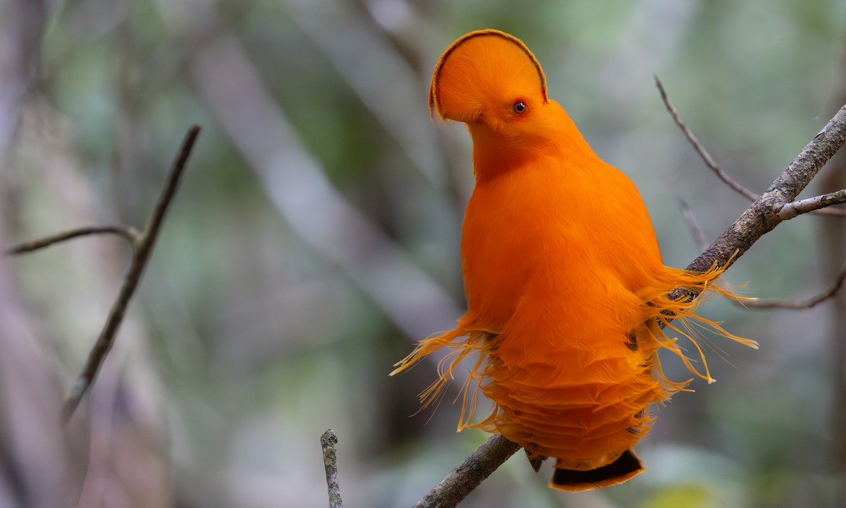 Guianan Cock-of-the-rock - ML606972921