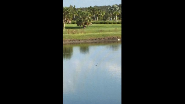 Barn Swallow - ML606974111