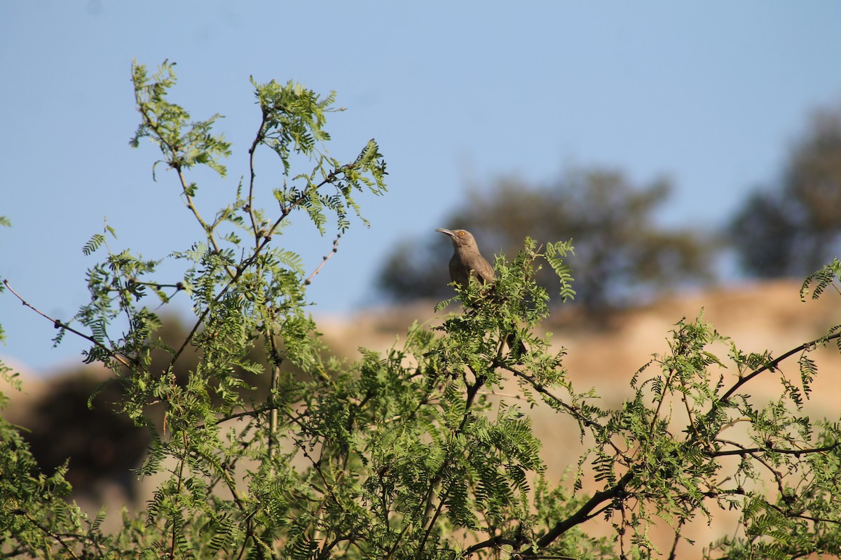 Curve-billed Thrasher - ML60697521