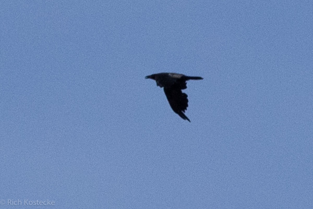 Common Raven - ML606975341
