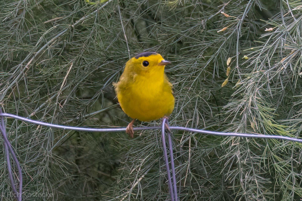 Wilson's Warbler - ML606975411