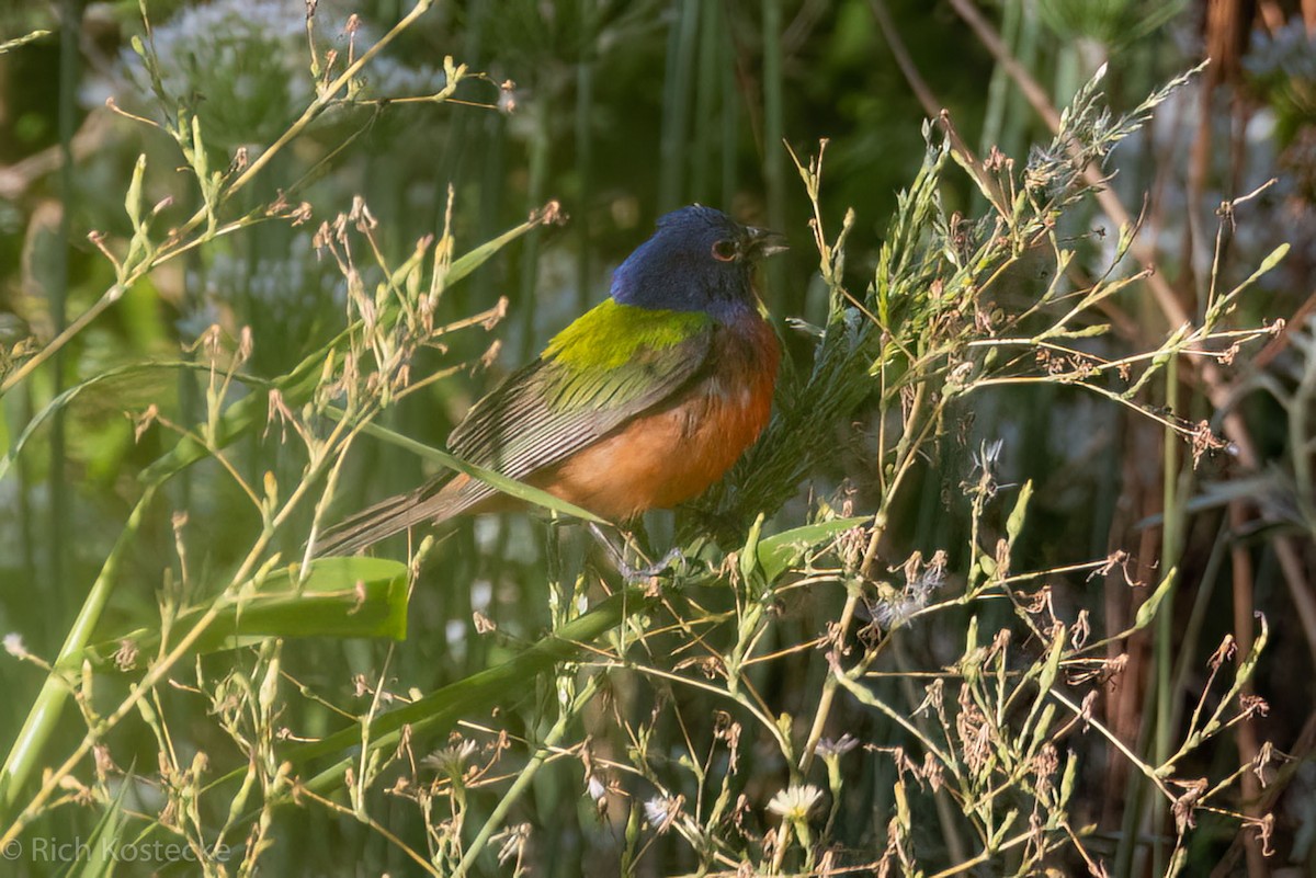 Painted Bunting - ML606975461