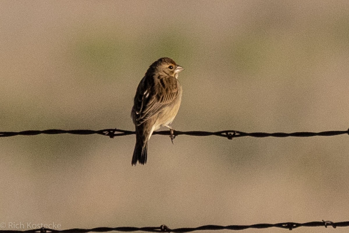 Dickcissel - ML606975521