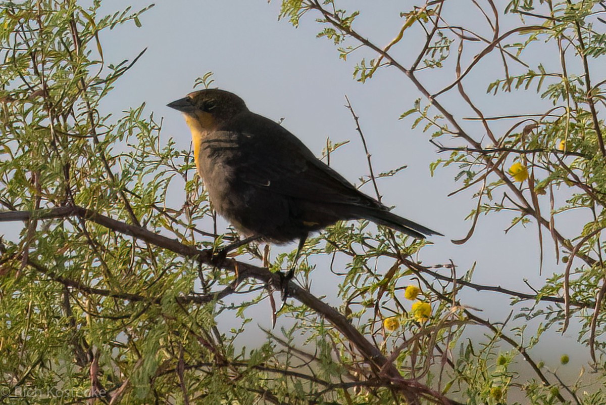 Yellow-headed Blackbird - ML606975661