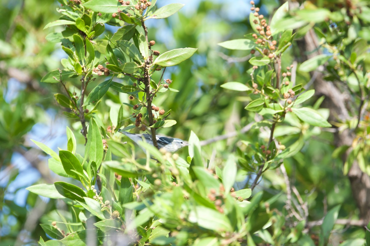Cerulean Warbler - ML606975751
