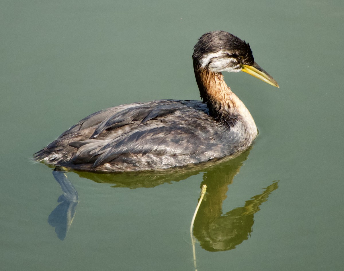 Red-necked Grebe - Leslie Harris Jr