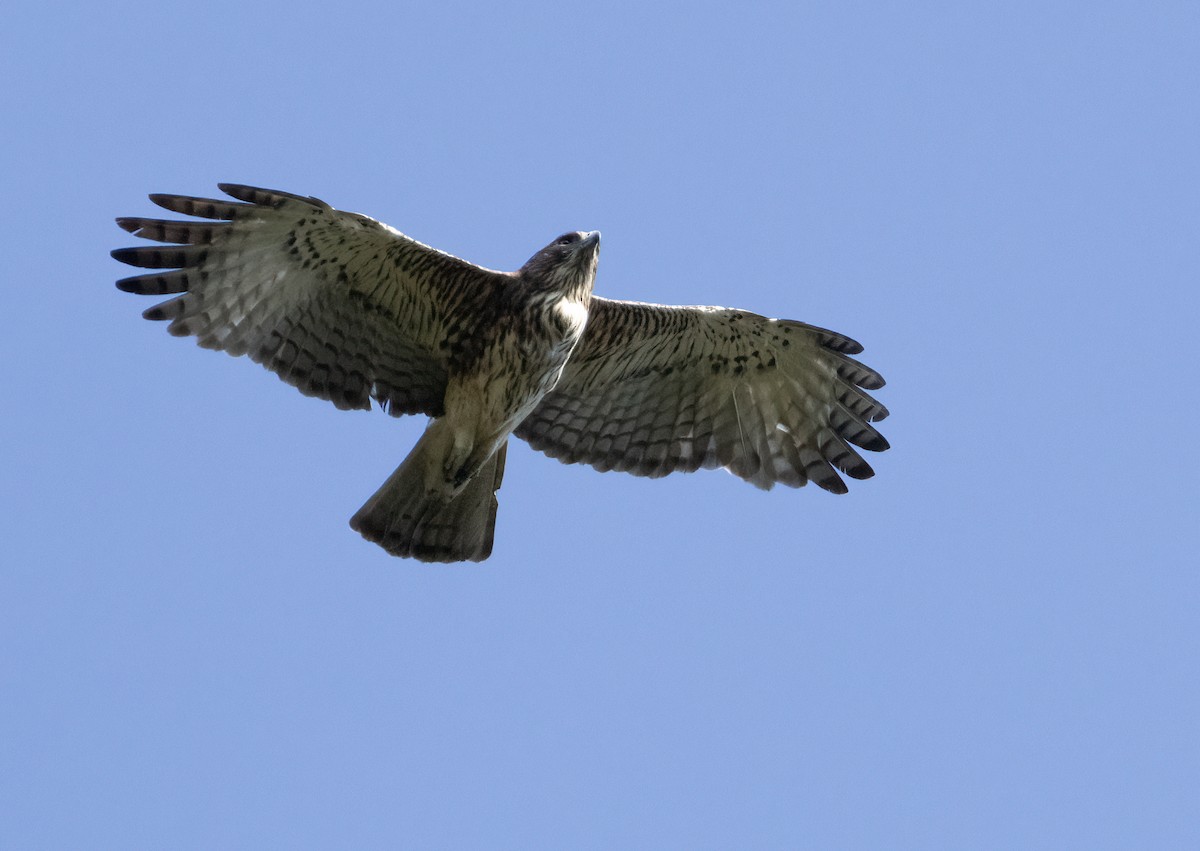Pygmy Eagle - ML606976821
