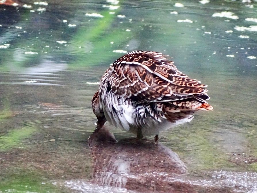 Wilson's Snipe - ML606977751