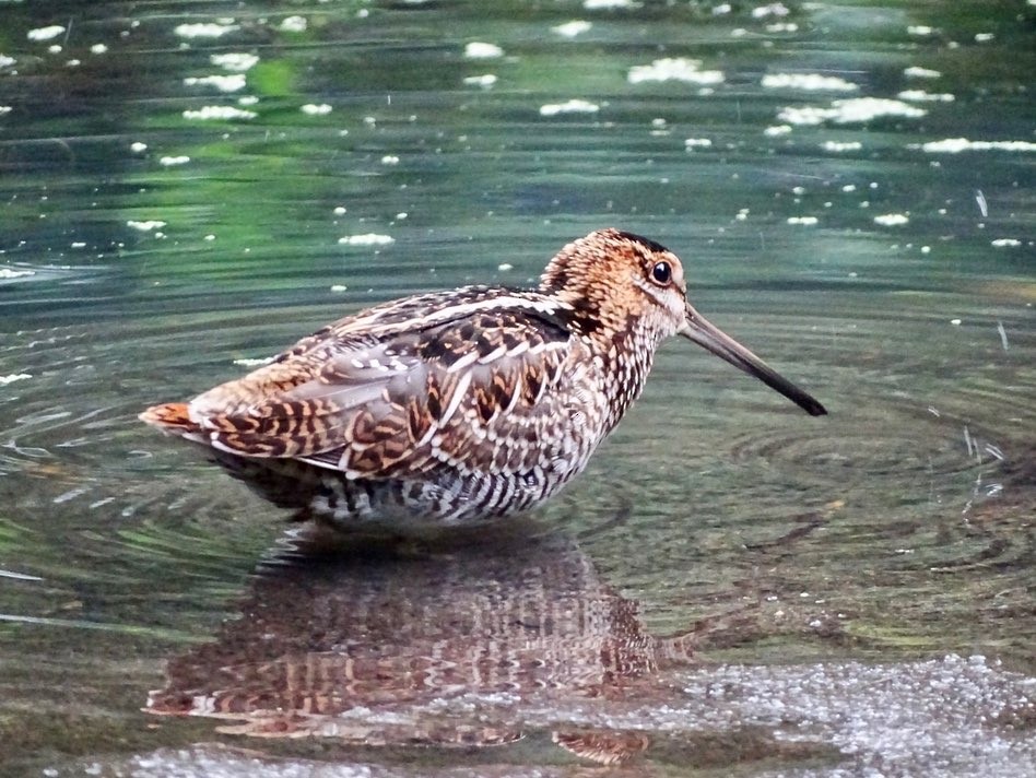 Wilson's Snipe - Janet Wooten