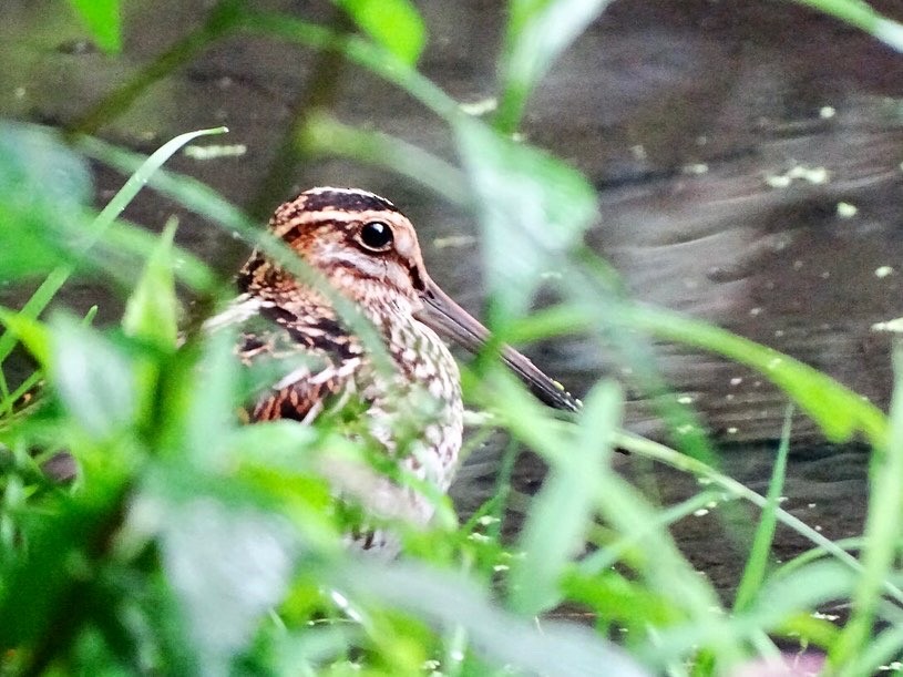 Wilson's Snipe - ML606977771