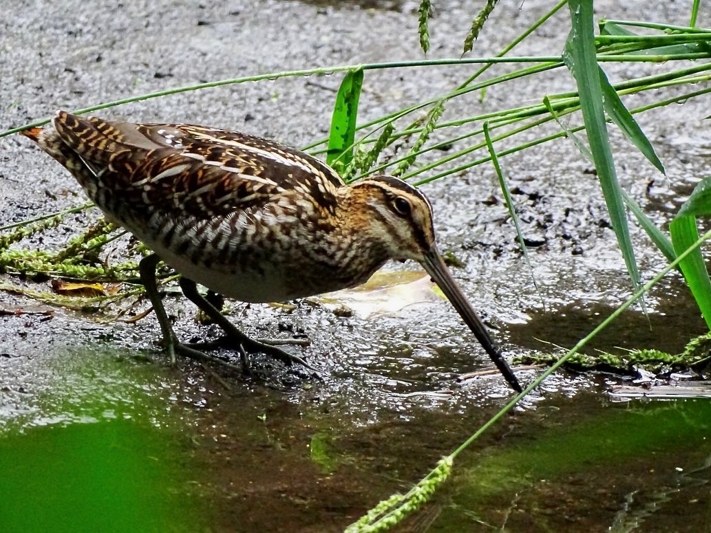 Wilson's Snipe - ML606977781