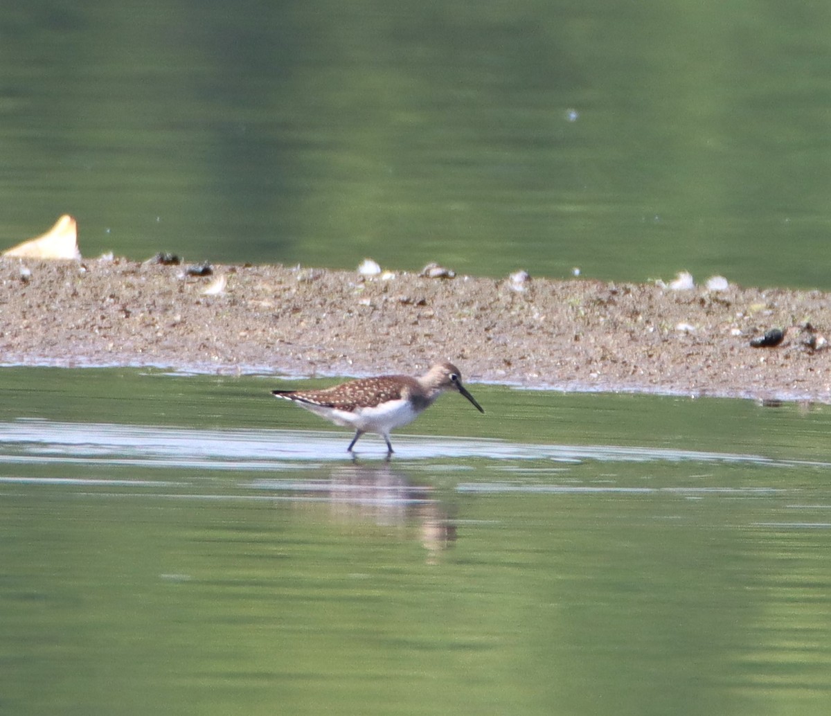 Коловодник малий - ML606977961