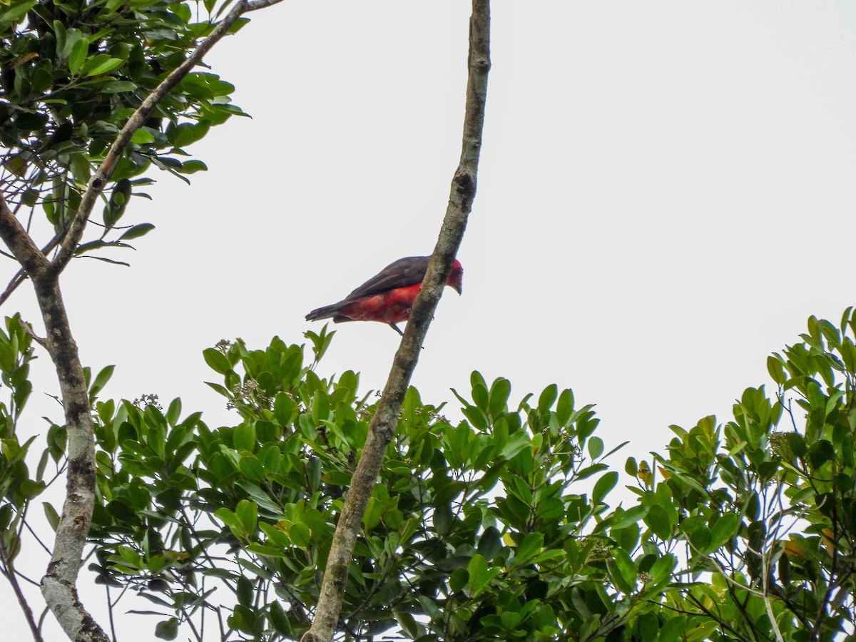 Crimson Fruitcrow - Susan Brauning