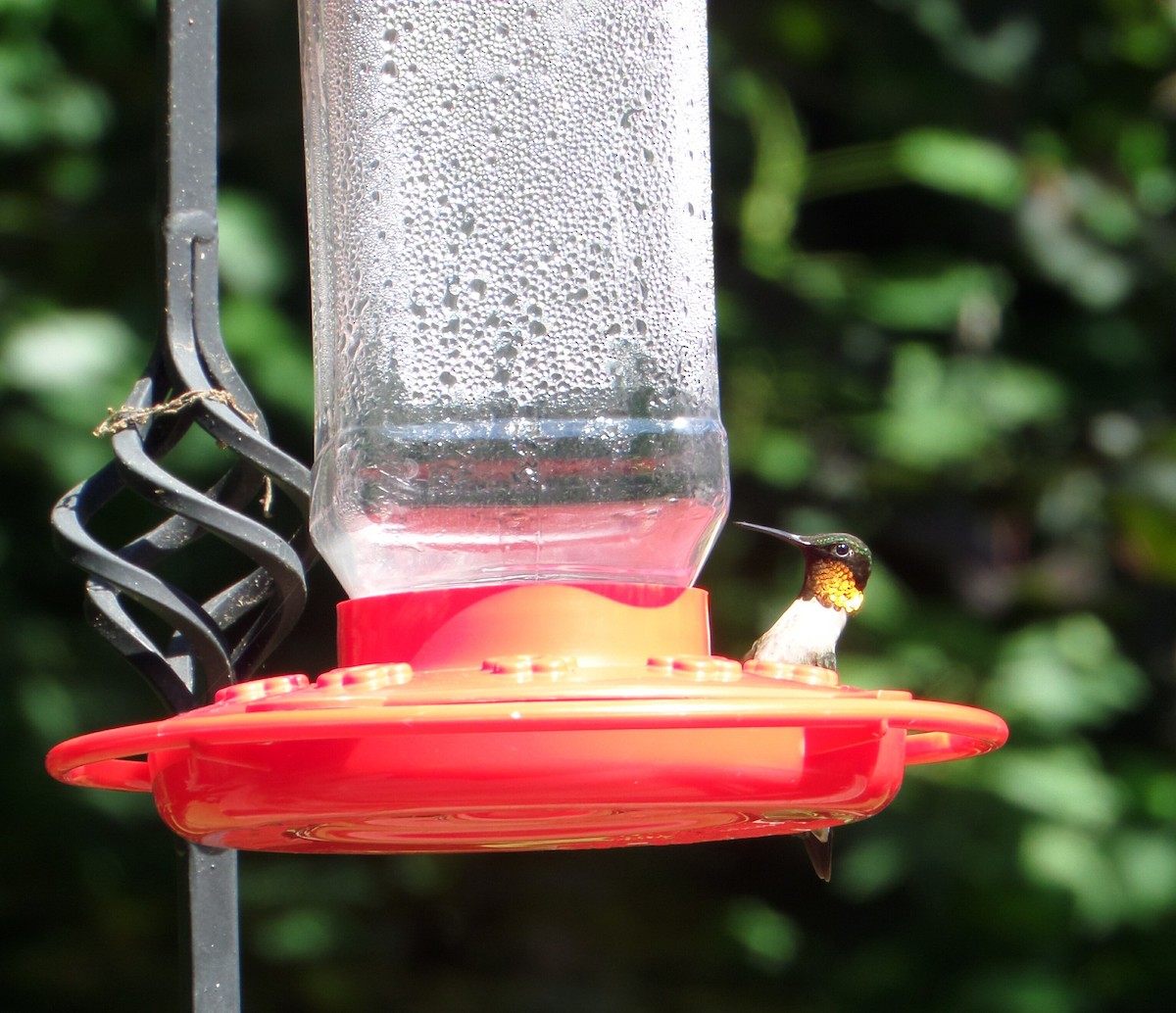 Ruby-throated Hummingbird - ML606978311