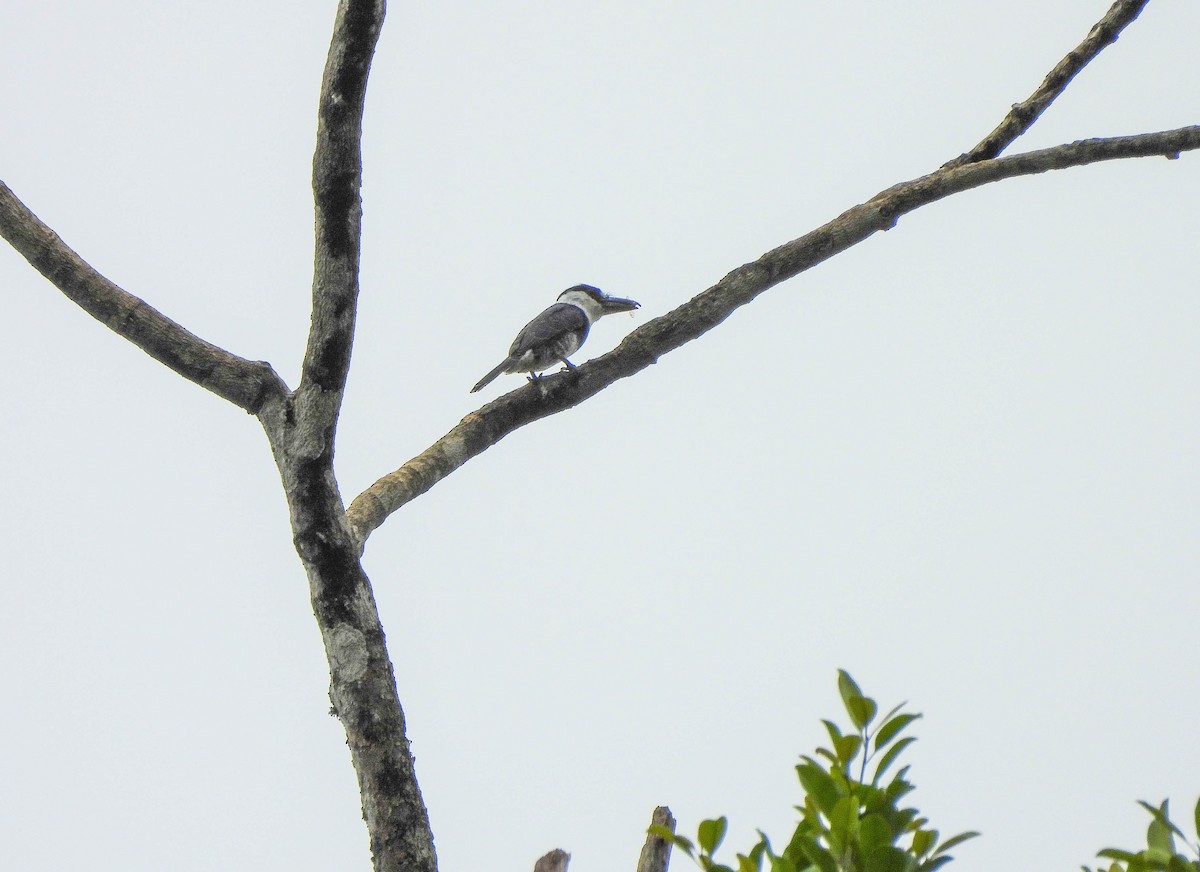 Guianan Puffbird - ML606978441