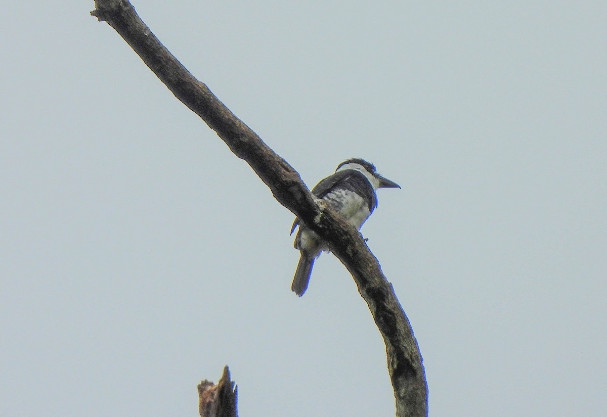 Guianan Puffbird - ML606978511