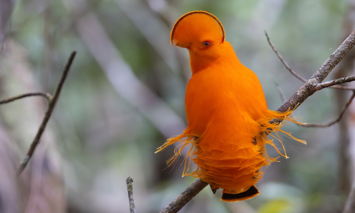 Guianan Cock-of-the-rock - ML606978601