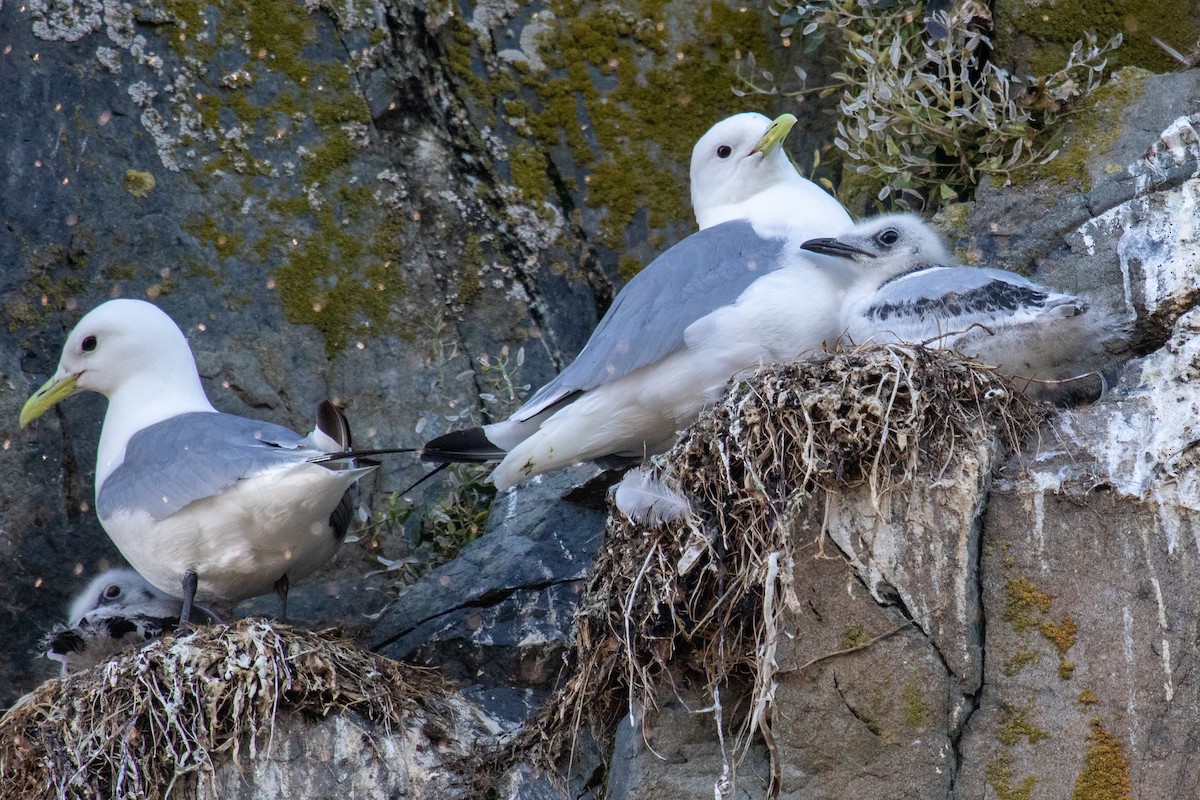 Black-legged Kittiwake - ML606979911